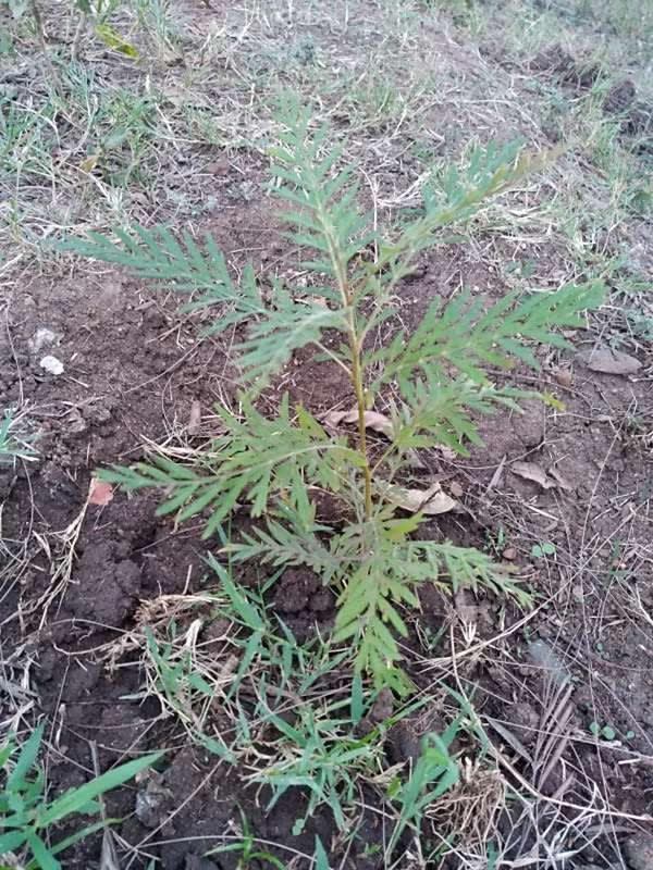 tree image