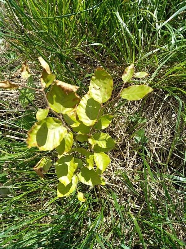 tree image