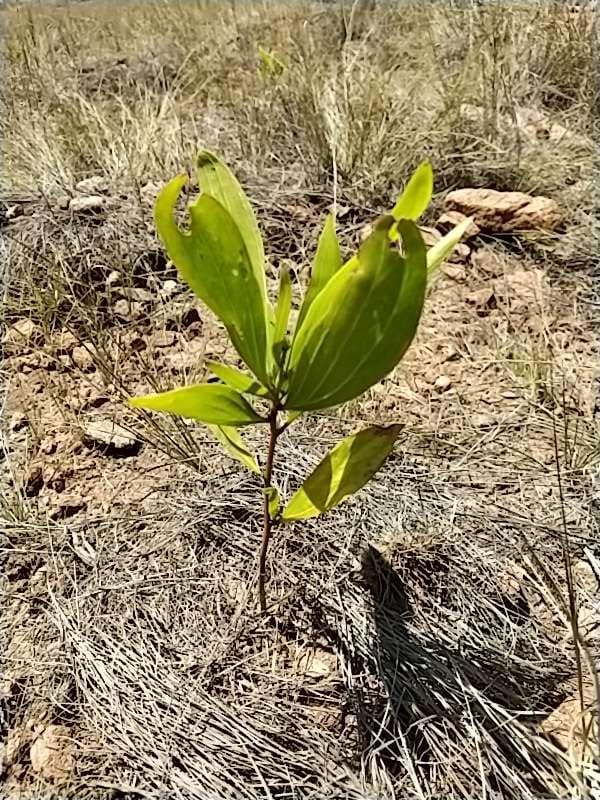 tree image