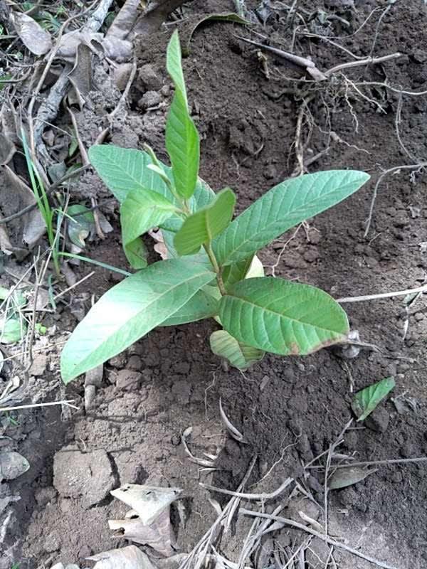 tree image