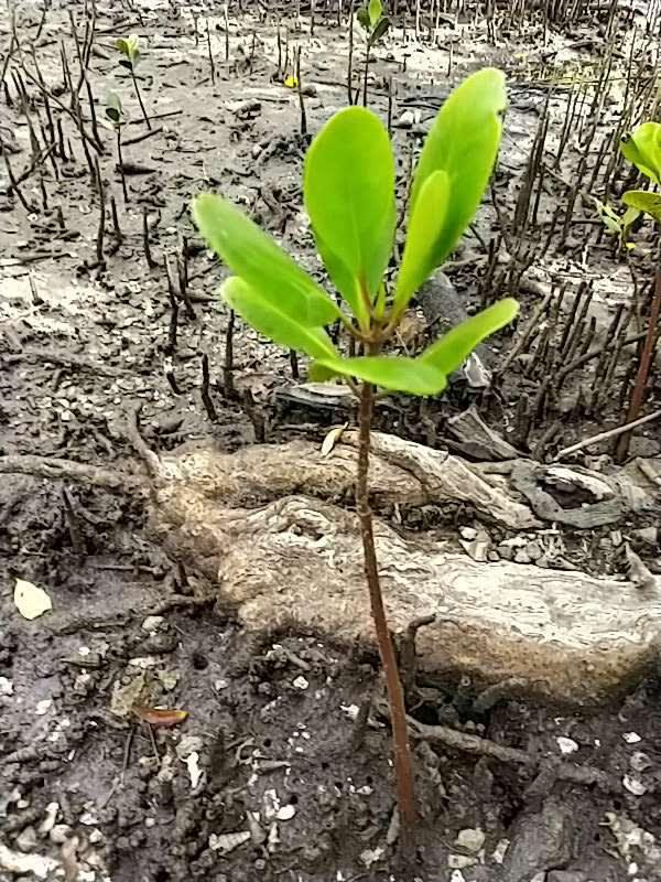 tree image