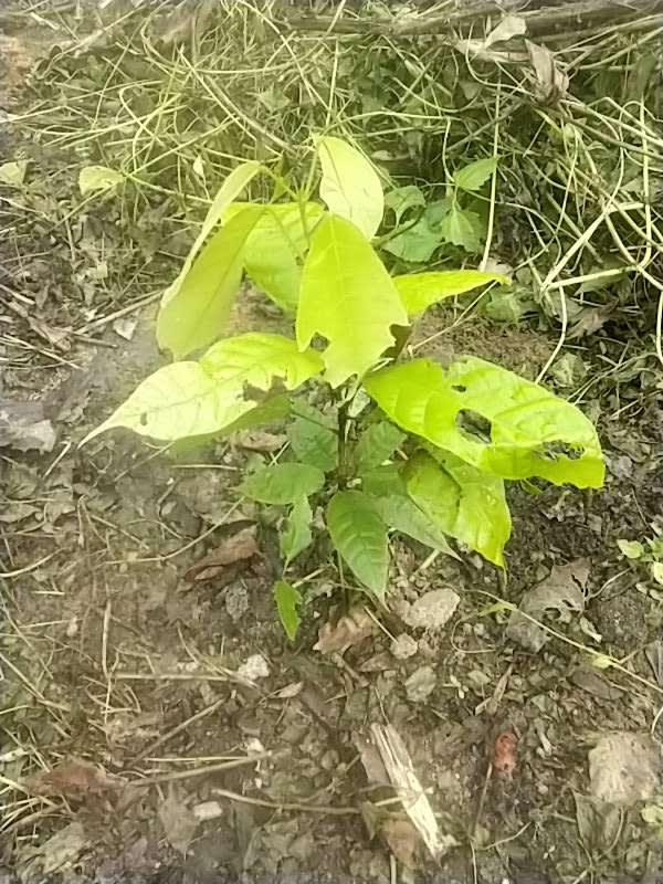 tree image