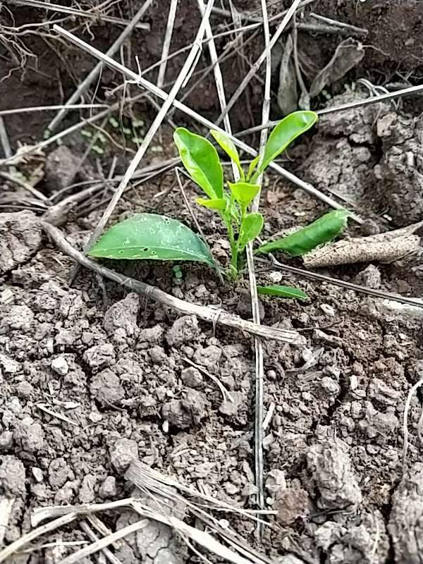 tree image