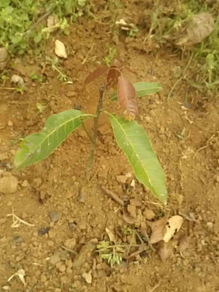 tree image