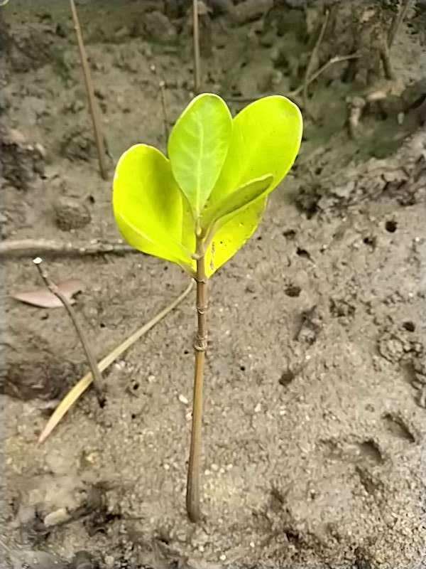tree image