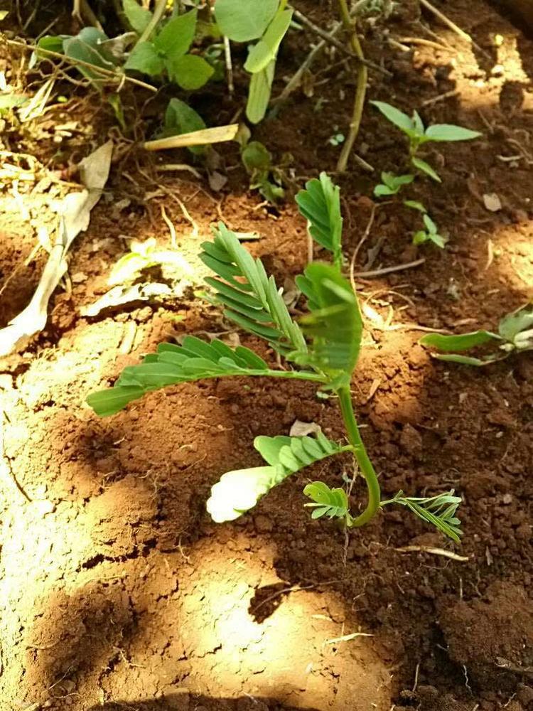 tree image