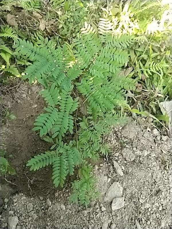 tree image