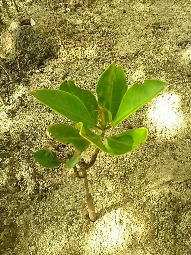 tree image
