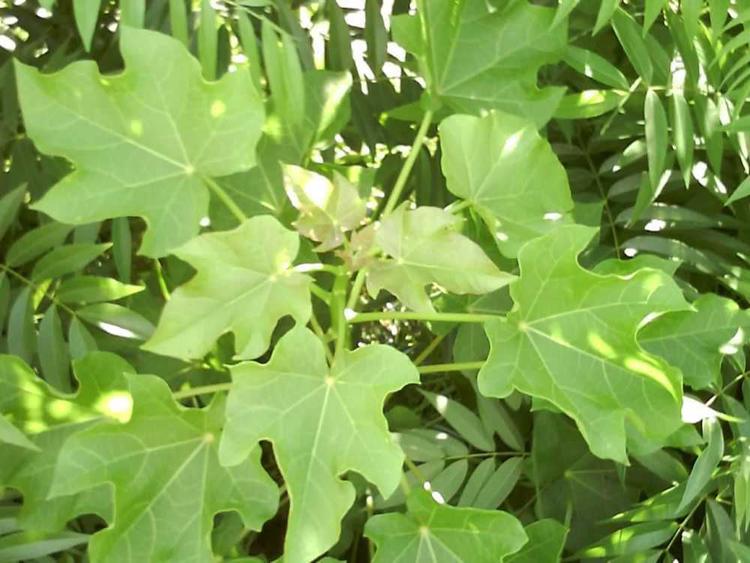 tree image