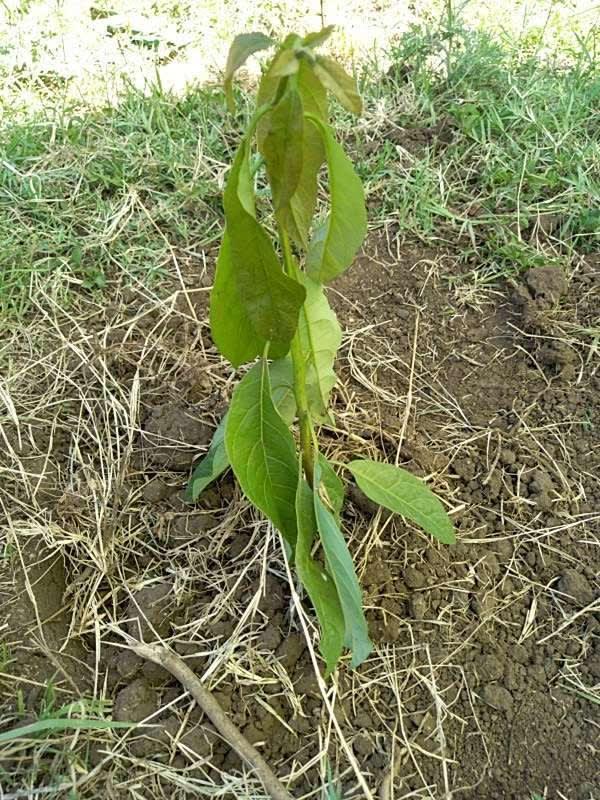 tree image