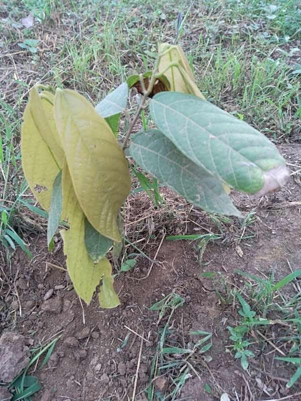 tree image