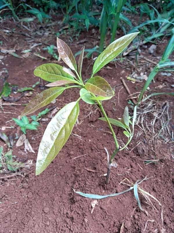 tree image