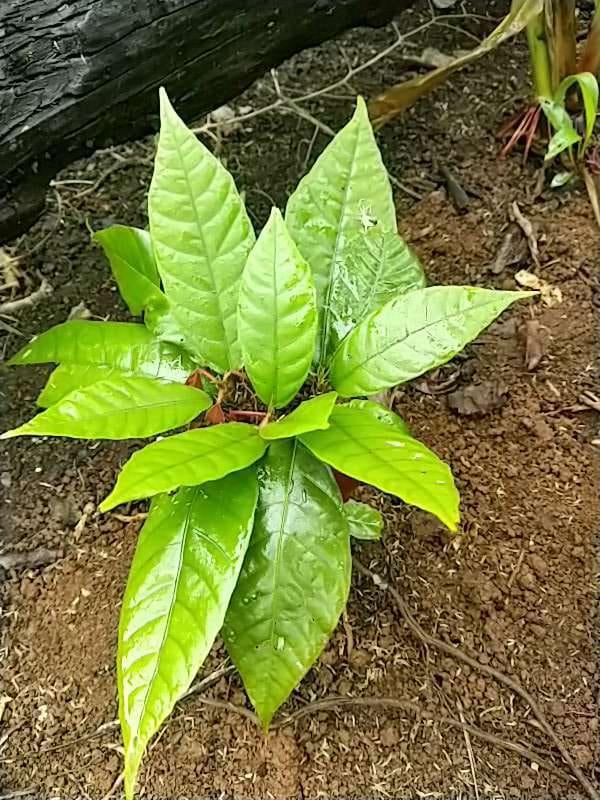 tree image