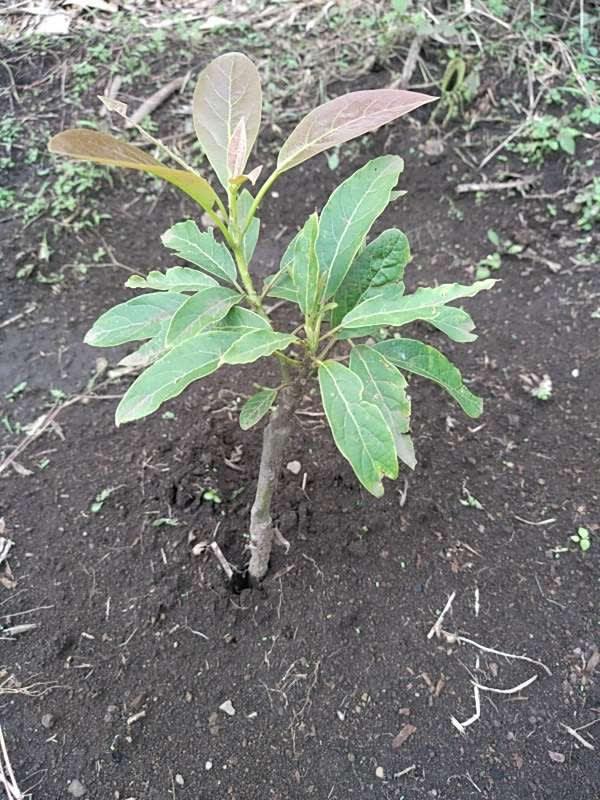 tree image