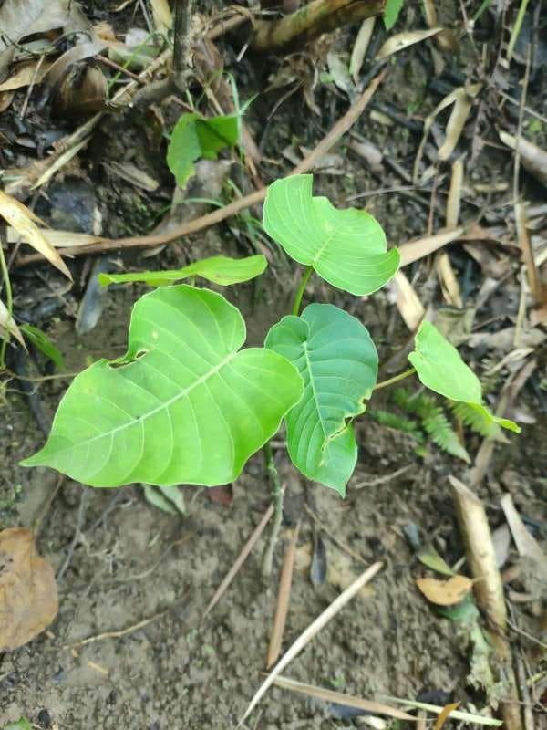tree image