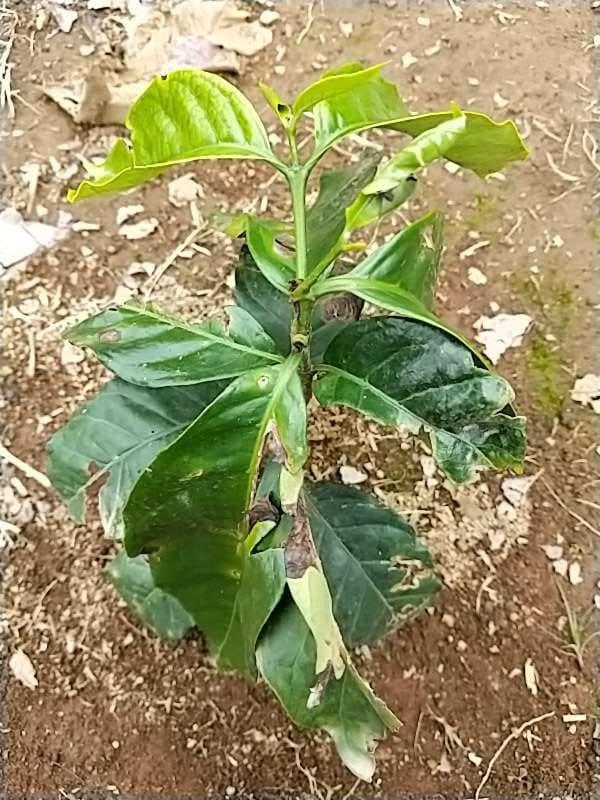 tree image