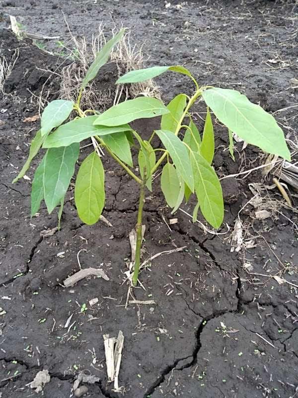 tree image