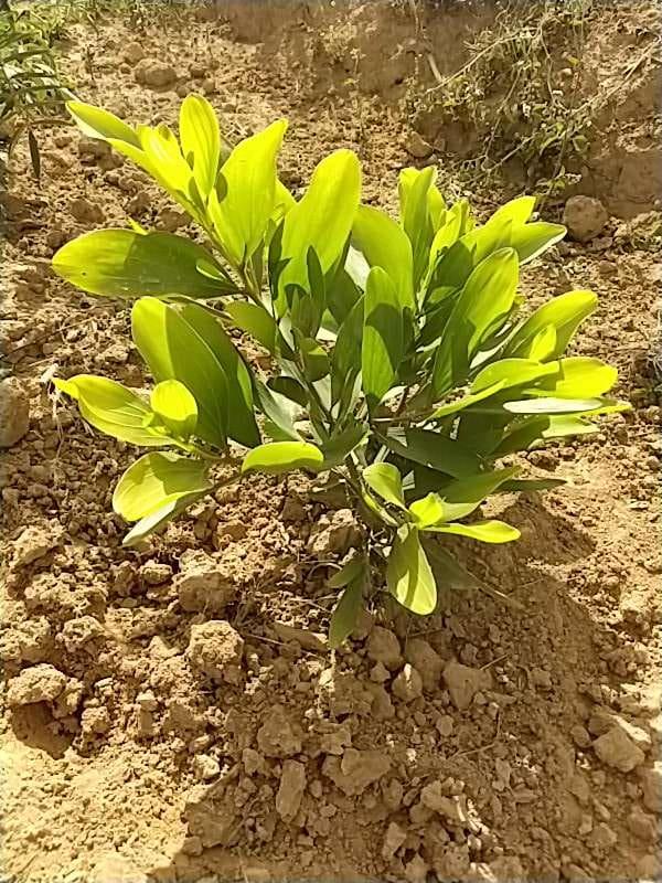 tree image
