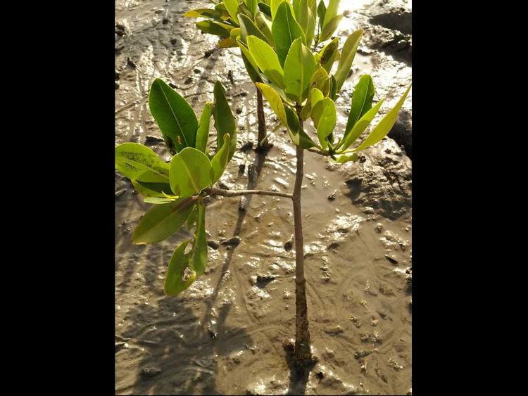 tree image