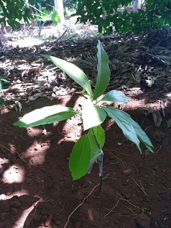 tree image
