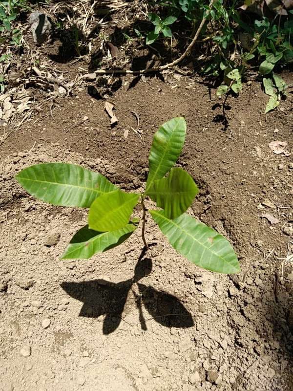 tree image