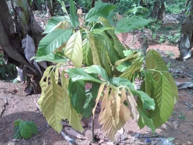 tree image