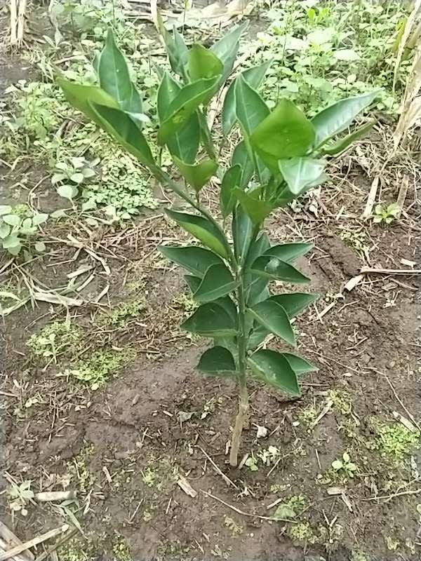 tree image