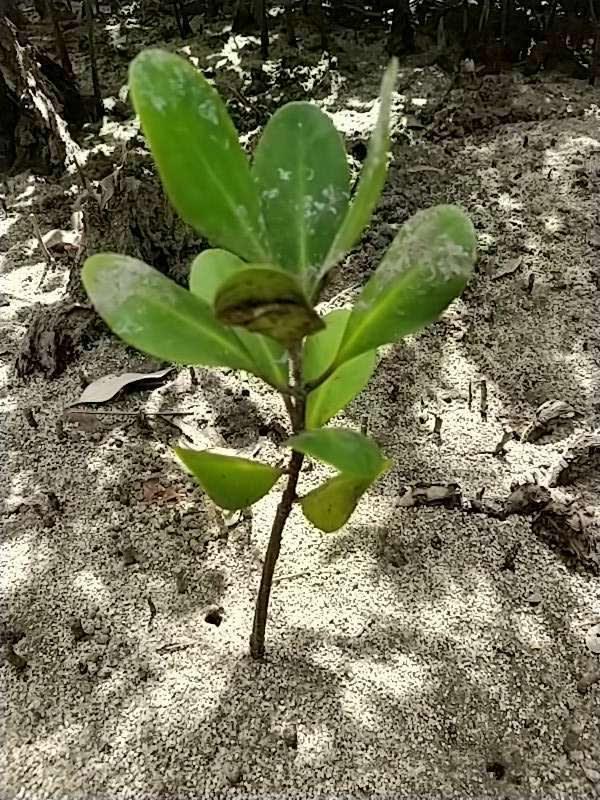 tree image