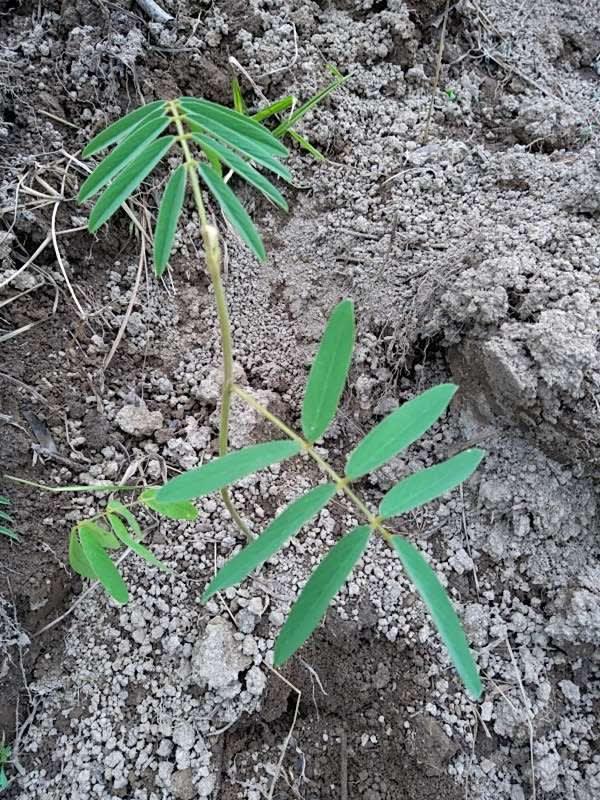 tree image