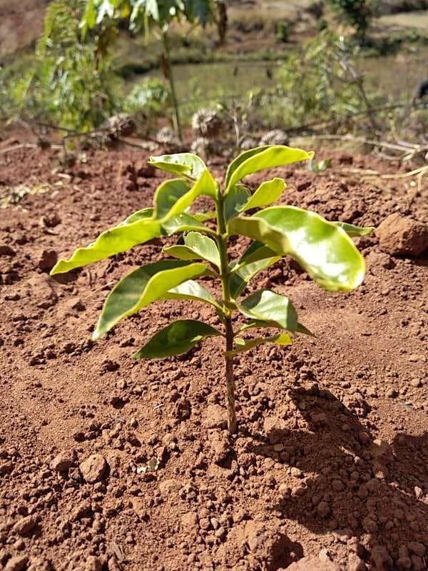 tree image