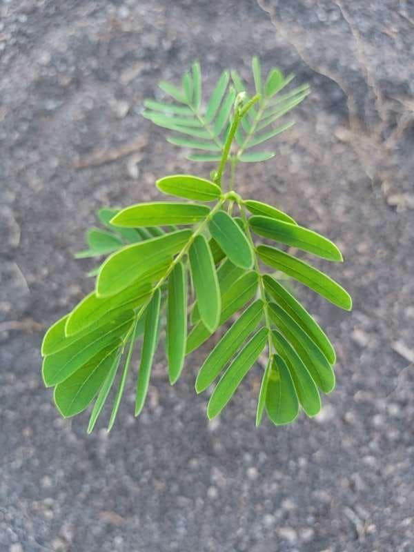 tree image