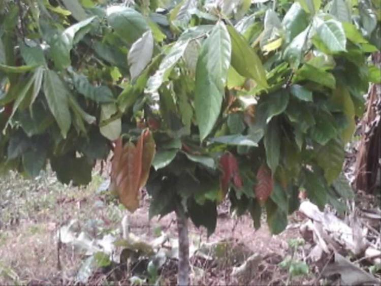 tree image