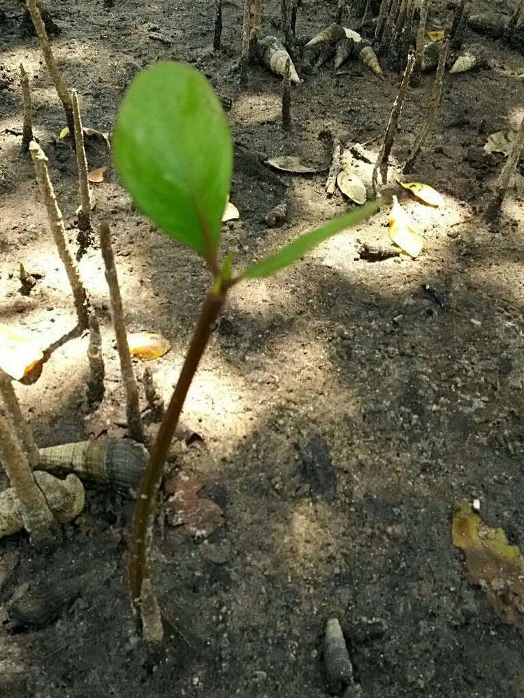 tree image