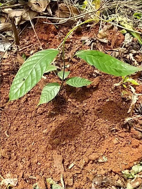tree image