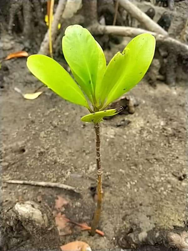 tree image