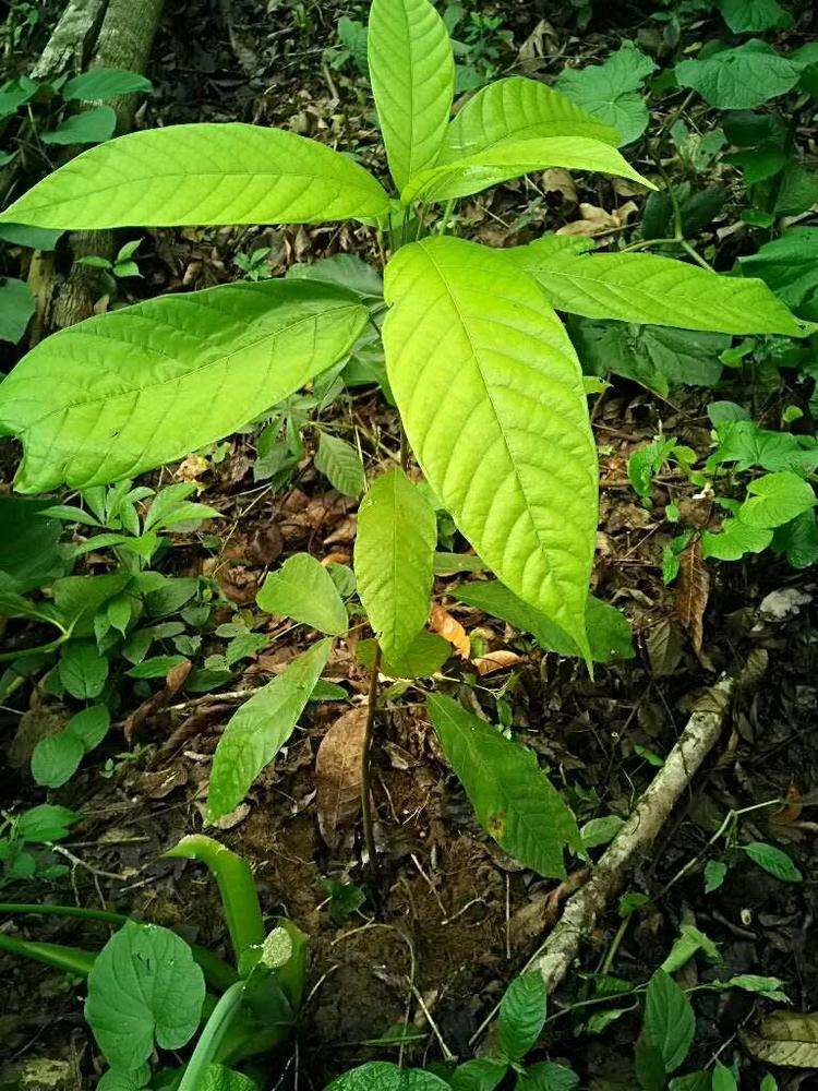 tree image