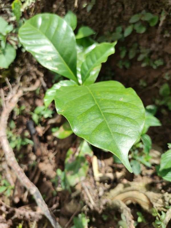 tree image