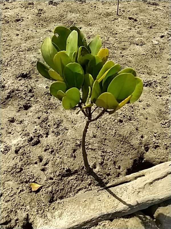 tree image