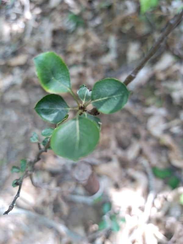 tree image