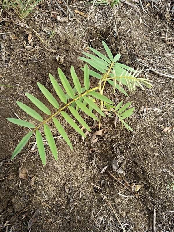 tree image