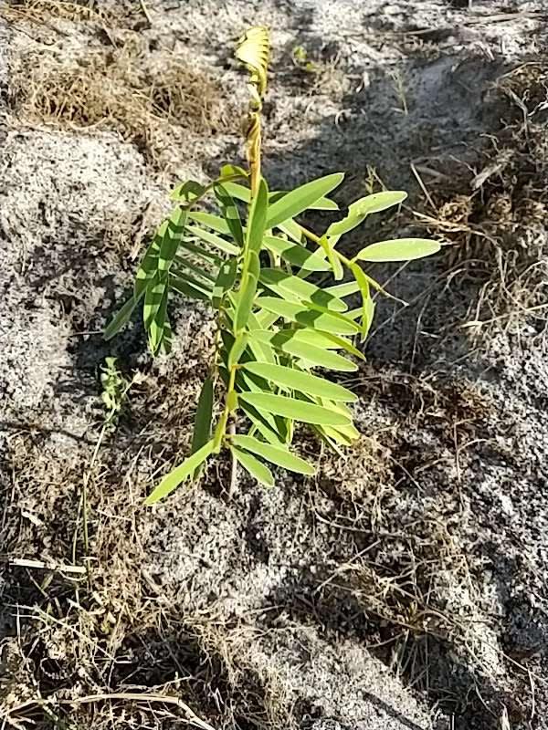 tree image