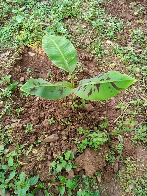 tree image