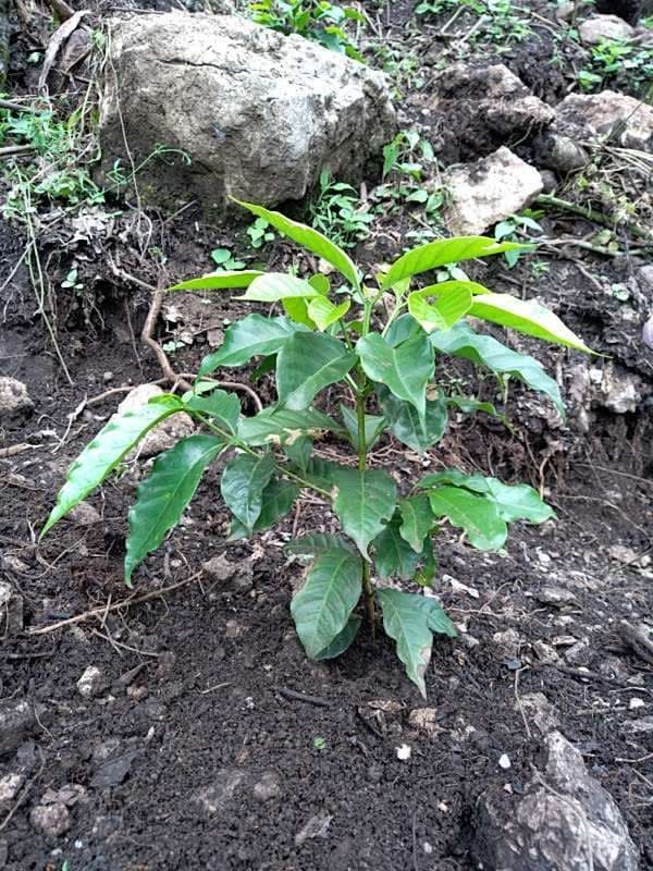 tree image