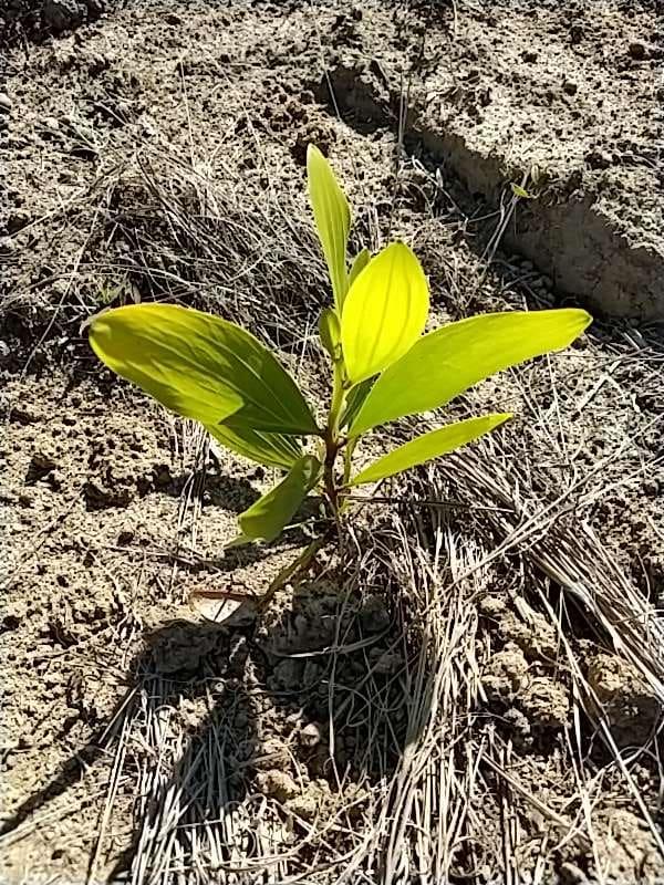 tree image