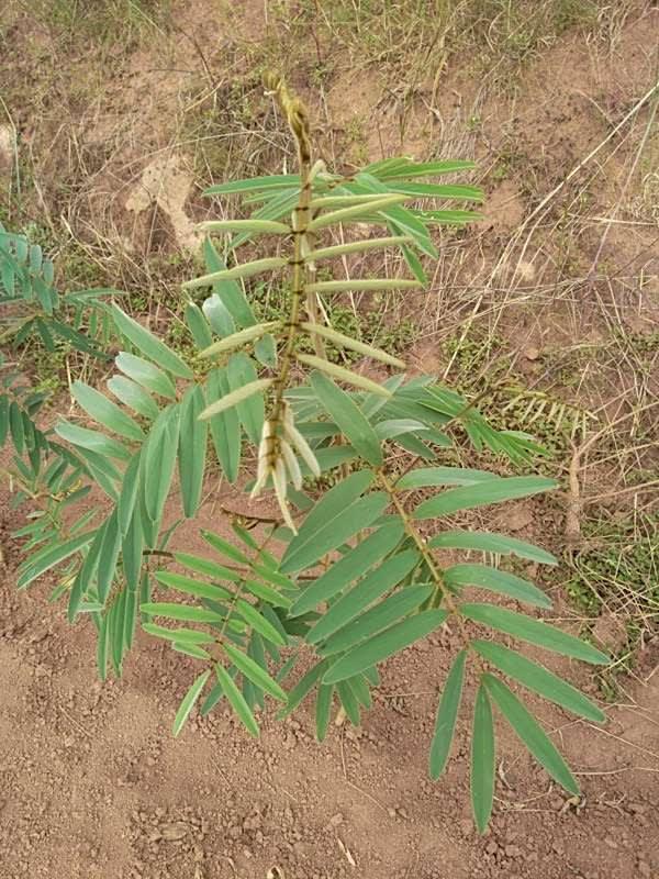 tree image