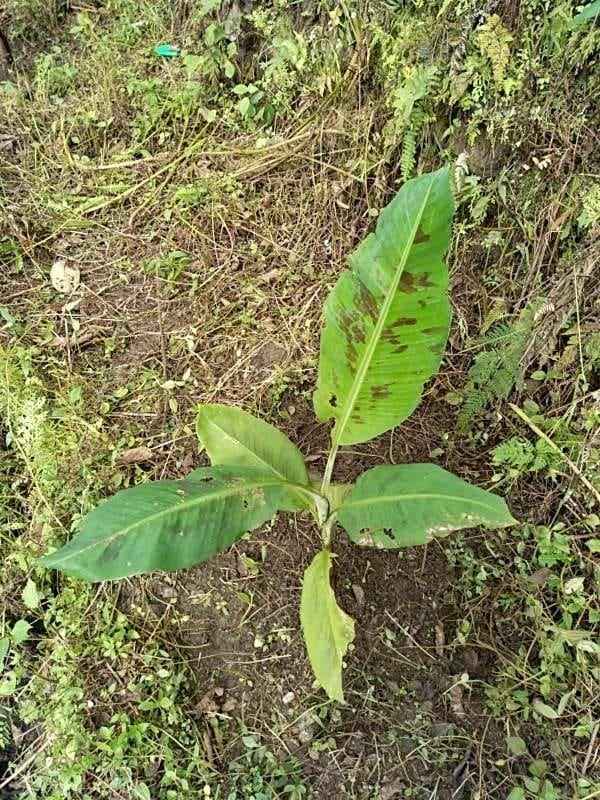 tree image