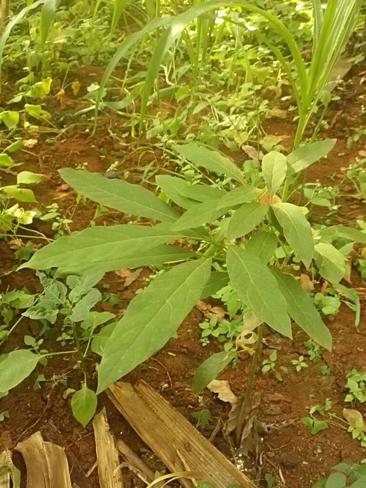 tree image