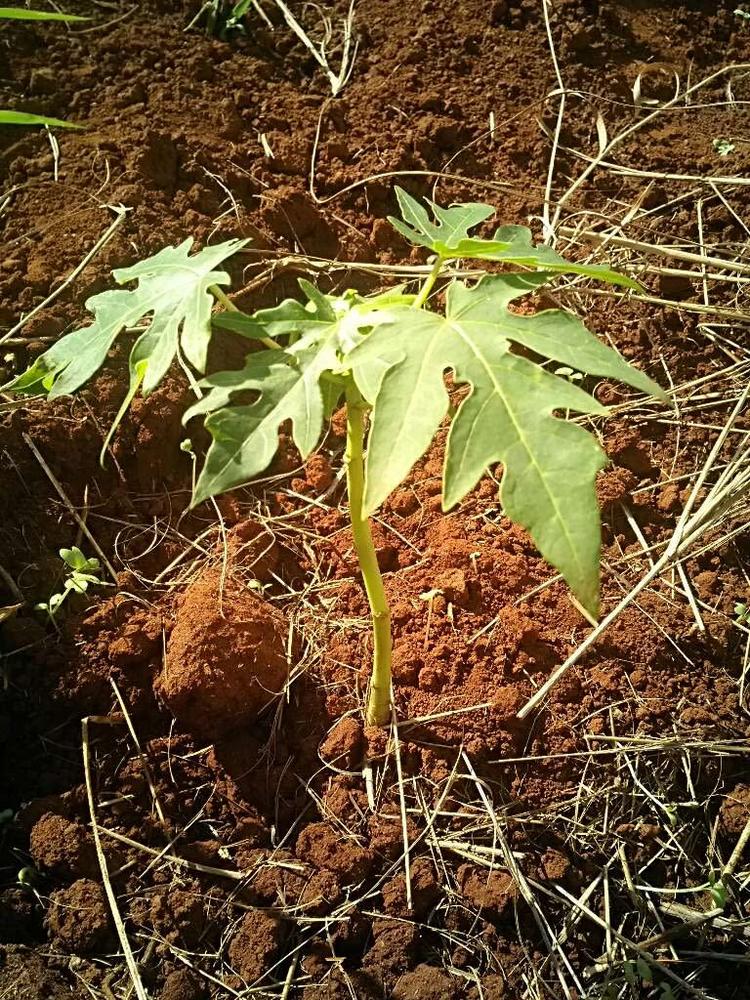 tree image