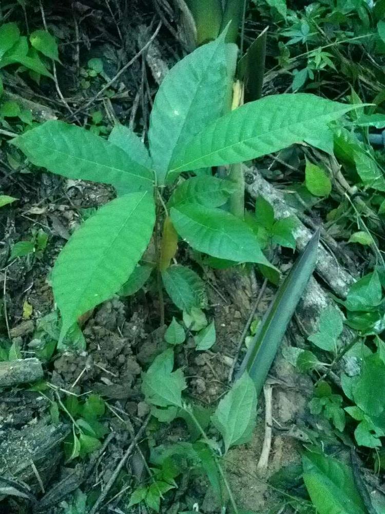 tree image