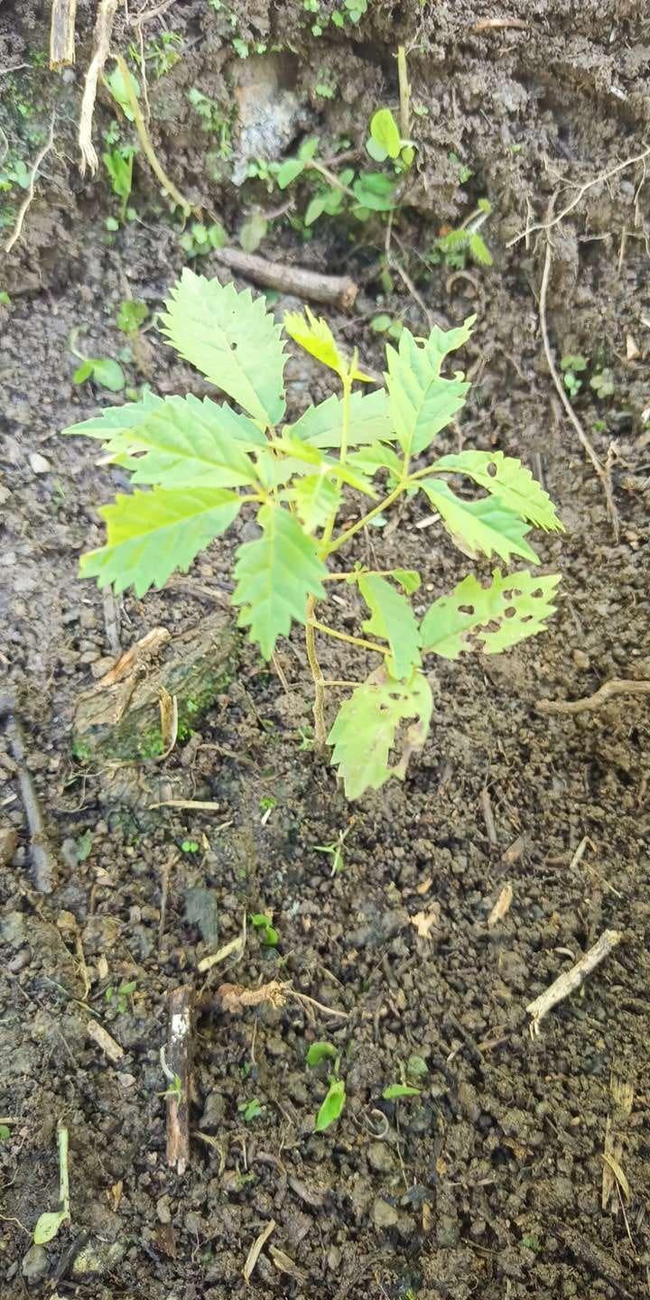 tree image